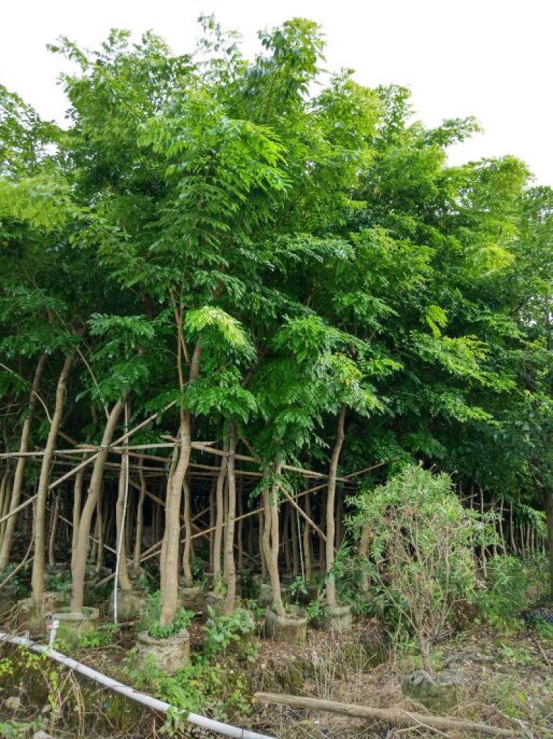 海南黄花梨树高3.5米起苗圃直销名贵苗木