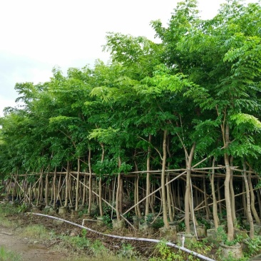海南黄花梨树高3.5米起苗圃直销名贵苗木