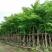 海南黄花梨树高3.5米起苗圃直销名贵苗木