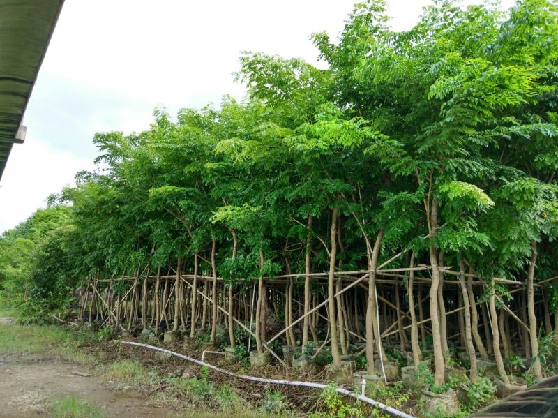 海南黄花梨树高3.5米起苗圃直销名贵苗木