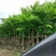 海南黄花梨树高3.5米起苗圃直销名贵苗木