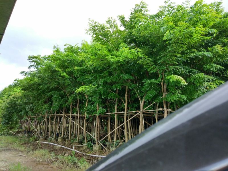 海南黄花梨树高3.5米起苗圃直销名贵苗木
