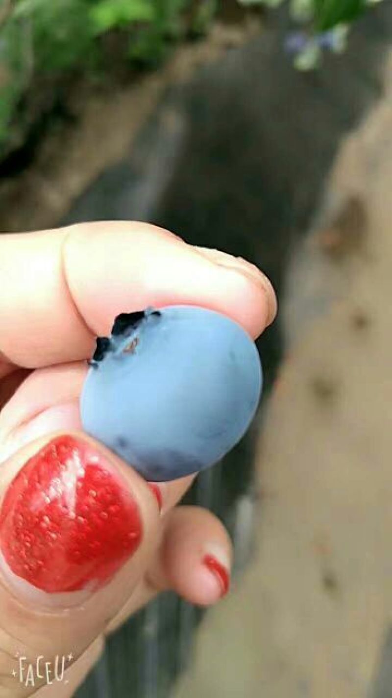 北陆蓝莓鲜果10~12mm以上