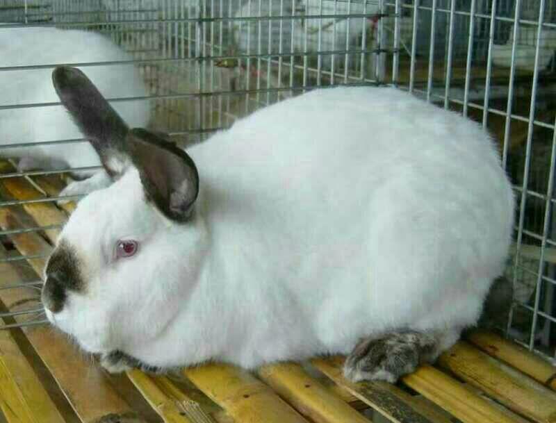长毛兔，安哥拉长毛兔，一只也是批发价，全国可发货