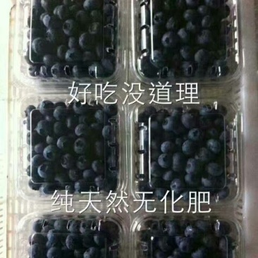 瑞卡蓝莓鲜果10~12mm以上