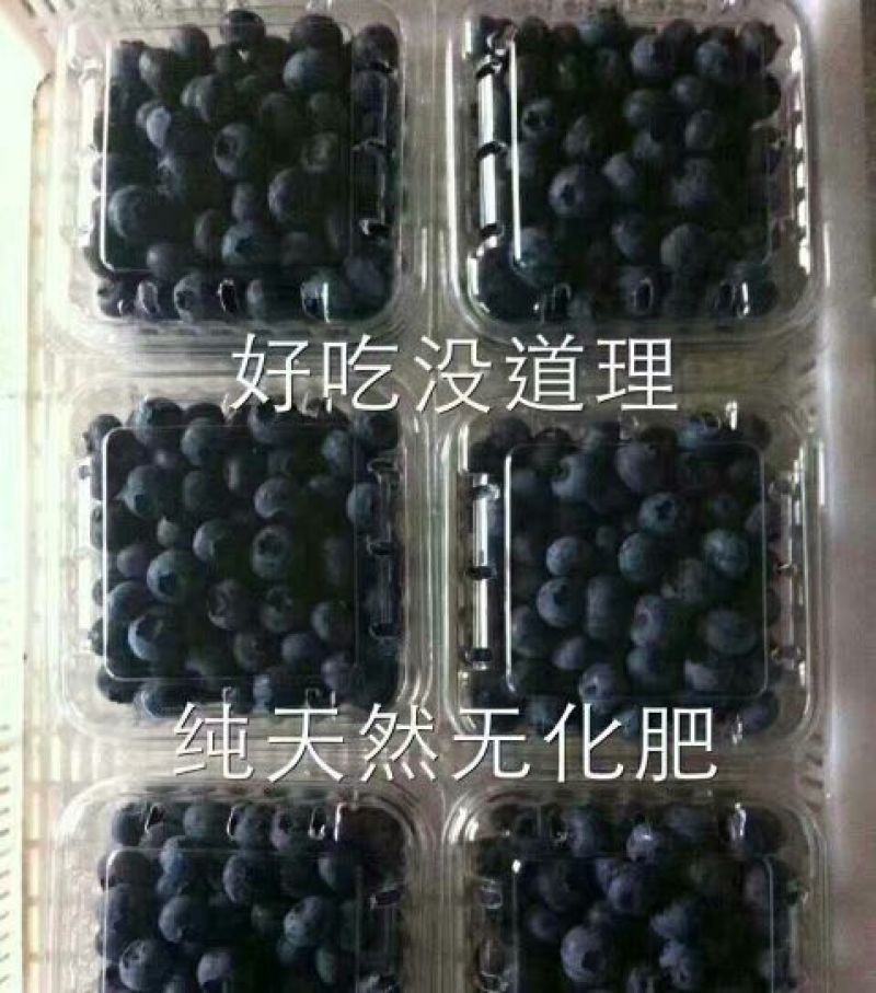 瑞卡蓝莓鲜果10~12mm以上