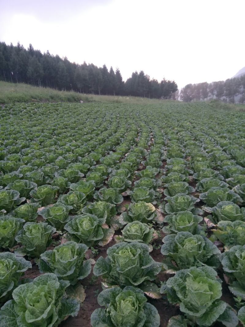 河北张家口蔚县【矮颗黄心大白菜】精品荷花菜