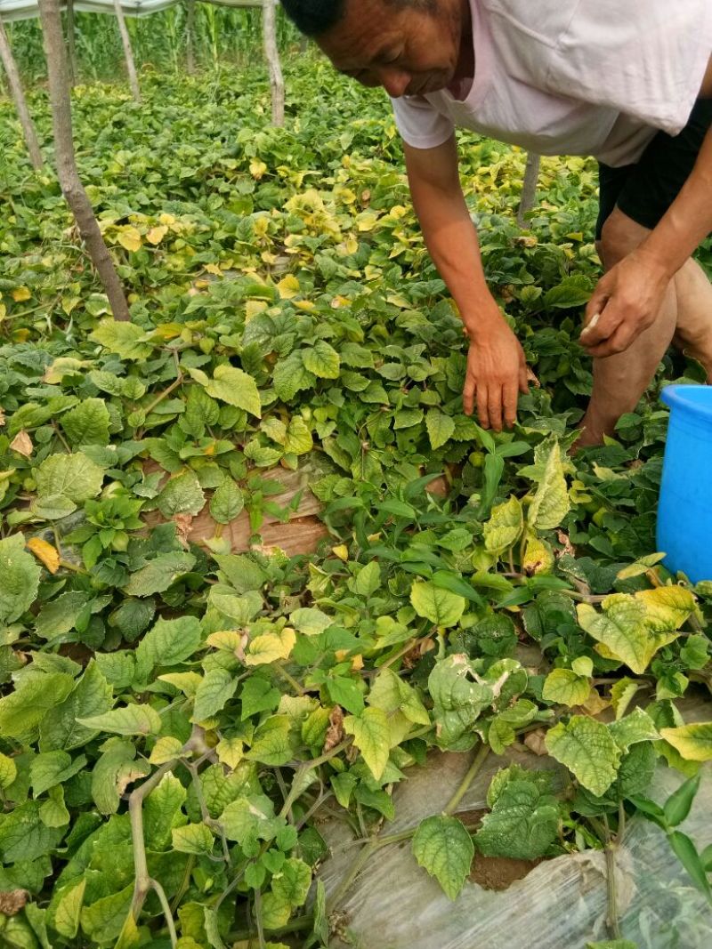 姑娘果灯笼果3g以上现货整车发货