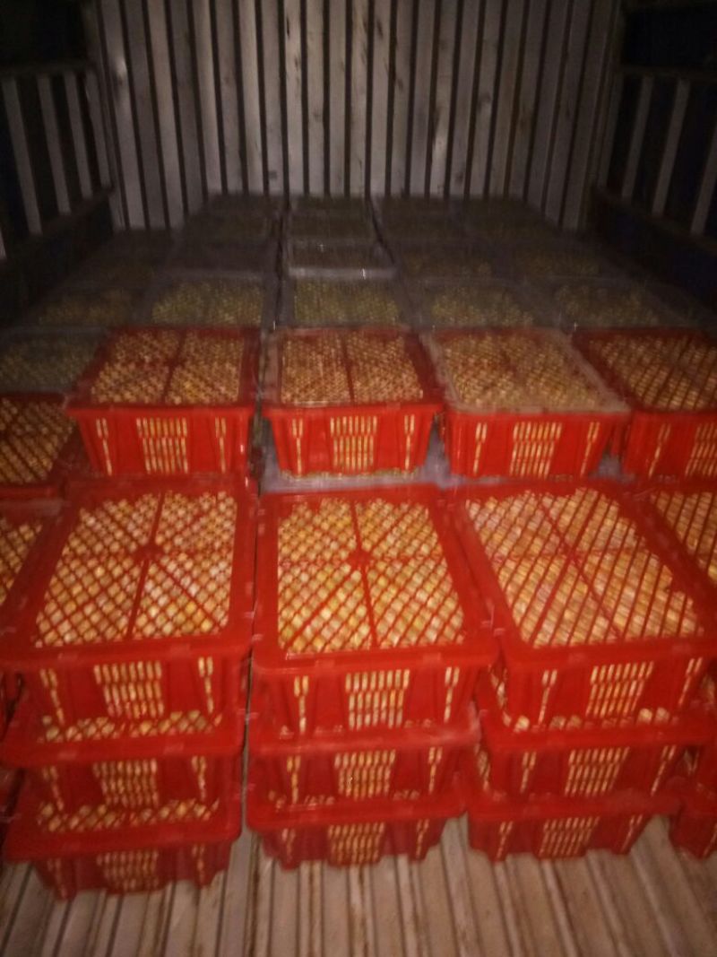 姑娘果灯笼果3g以上现货整车发货