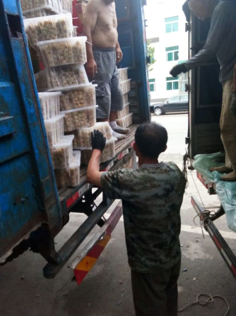 姑娘果灯笼果3g以上现货整车发货