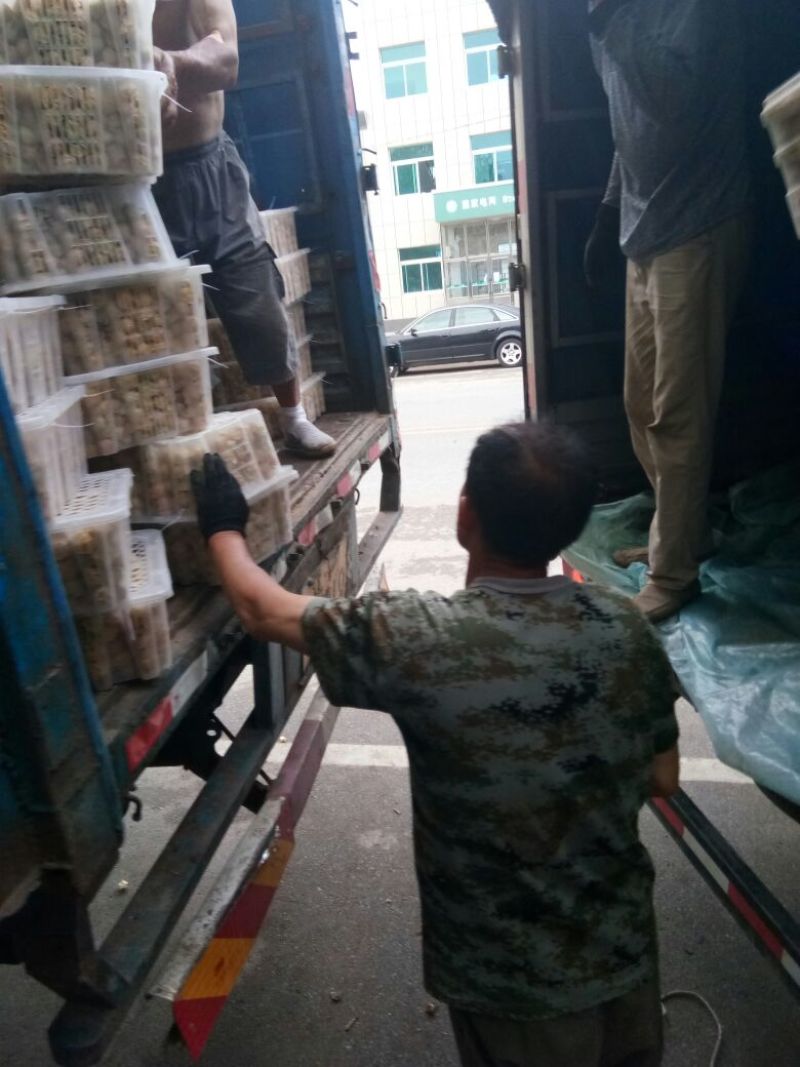 姑娘果灯笼果3g以上现货整车发货