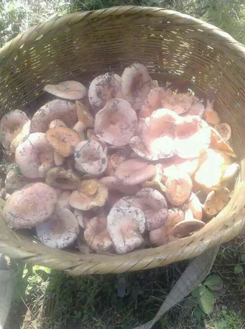 牛肝菌一级粗柄羊肚菌