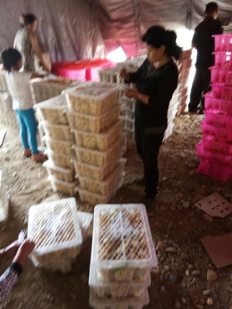 姑娘果灯笼果3g以上现货整车发货