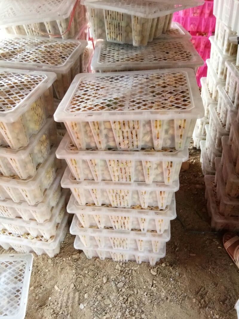 姑娘果灯笼果3g以上现货整车发货