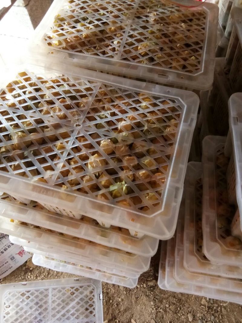 姑娘果灯笼果3g以上现货整车发货