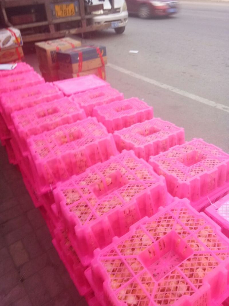 灯笼果精品丹东灯笼果菇娘果甜姑娘万亩基地大量上市