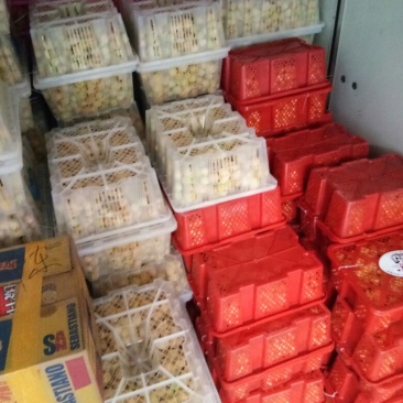 灯笼果精品丹东灯笼果菇娘果甜姑娘万亩基地大量上市