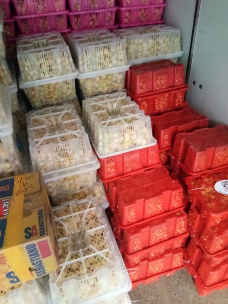 灯笼果精品丹东灯笼果菇娘果甜姑娘万亩基地大量上市