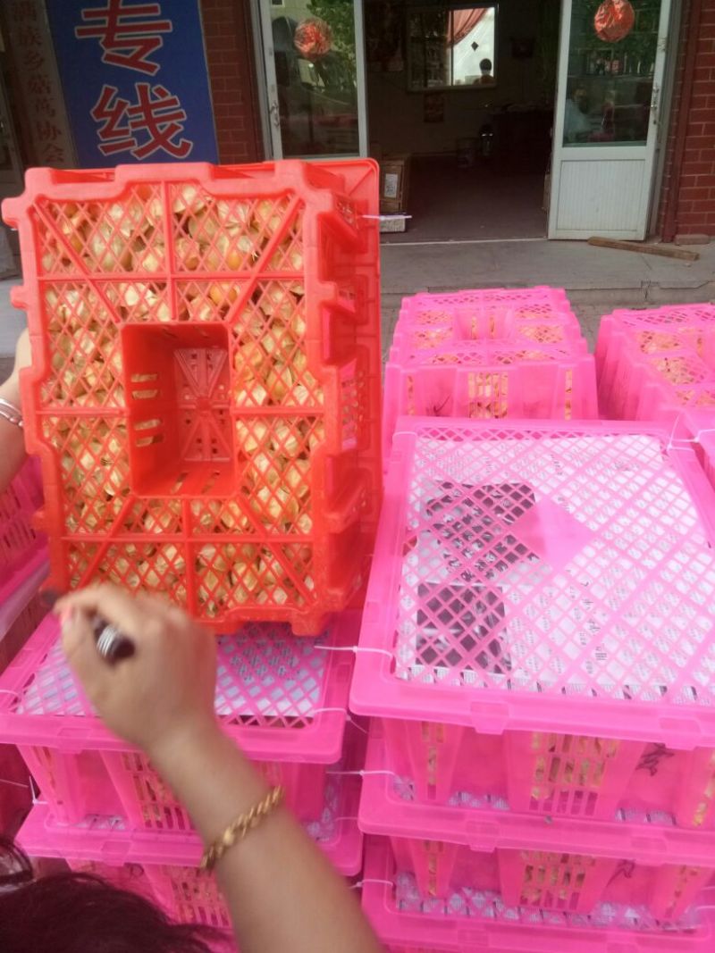 灯笼果精品丹东灯笼果菇娘果甜姑娘万亩基地大量上市