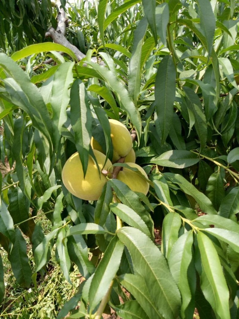 山东83黄桃基地欢迎你为主有83黄桃