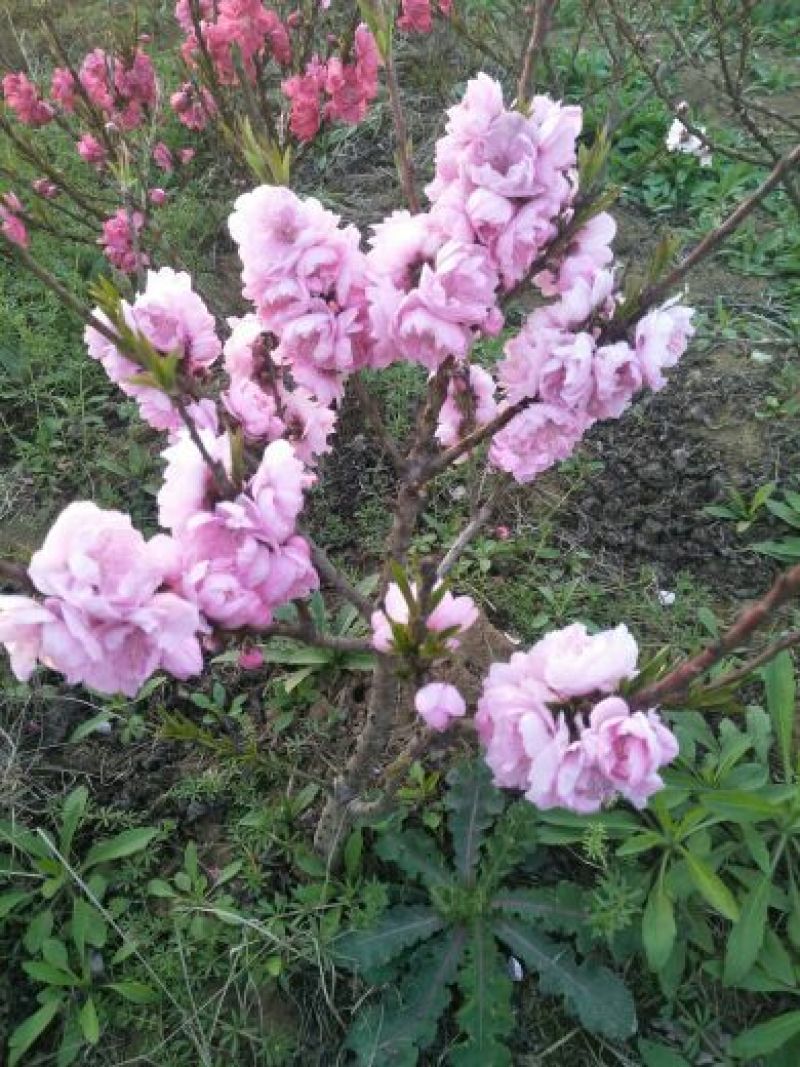 寿星桃，盆栽桃花苗