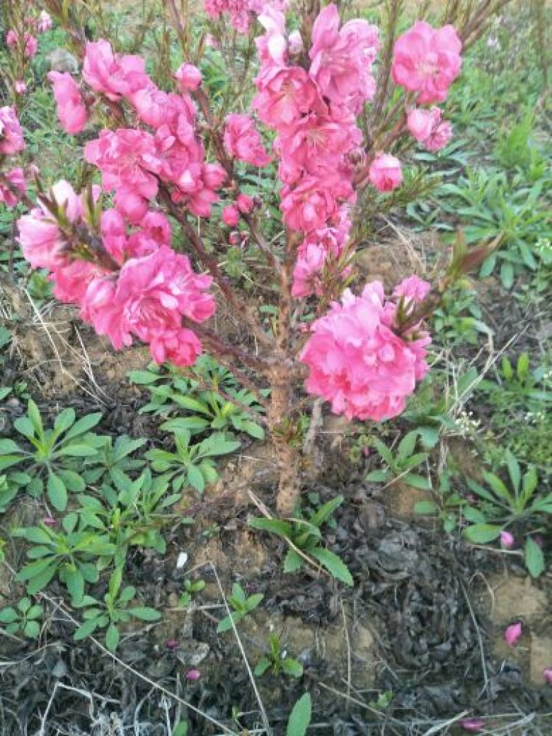 寿星桃，盆栽桃花苗