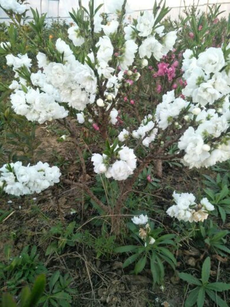 寿星桃，盆栽桃花苗