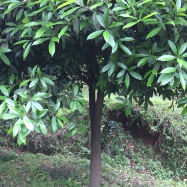 八月桂14~16cm4米以上3米以上
