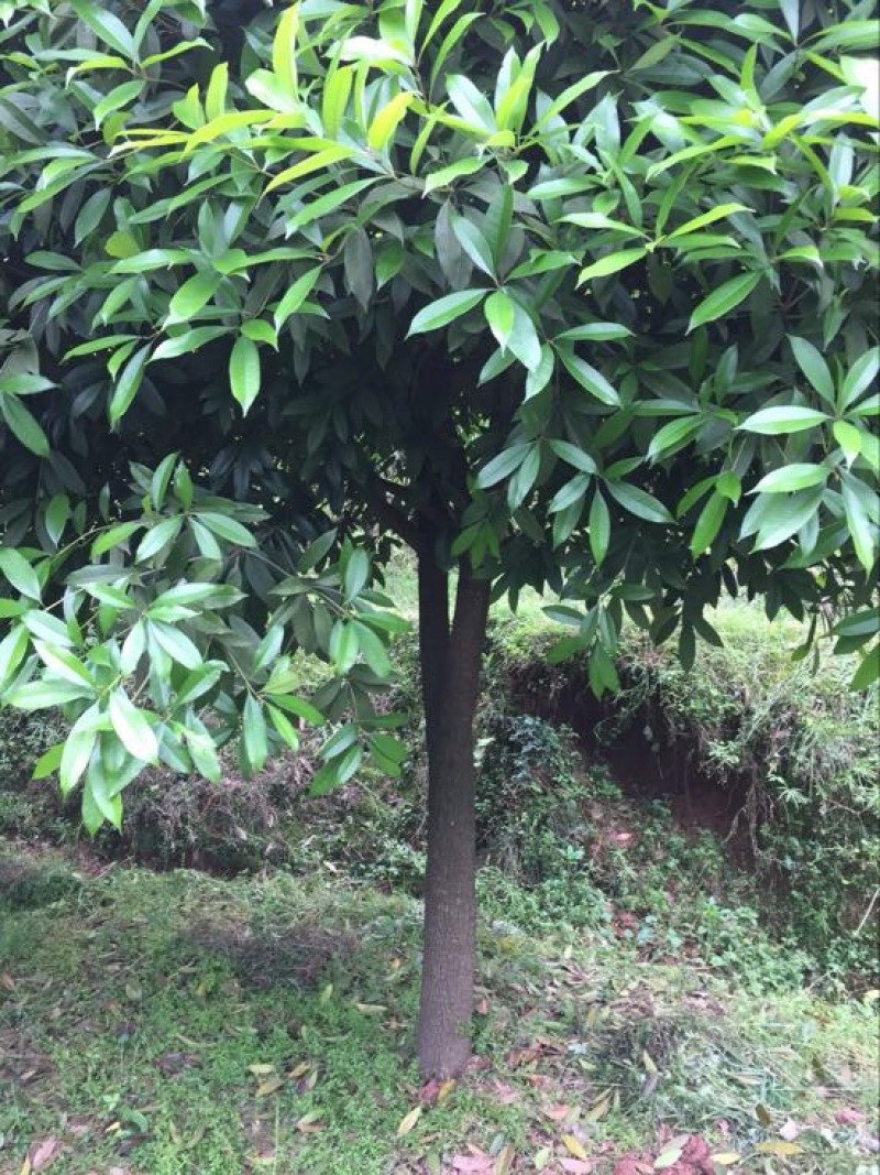 八月桂14~16cm4米以上3米以上