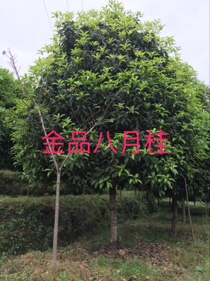 八月桂14~16cm4米以上3米以上