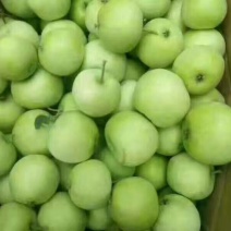 明月苹果60mm以上光果基地一手货源