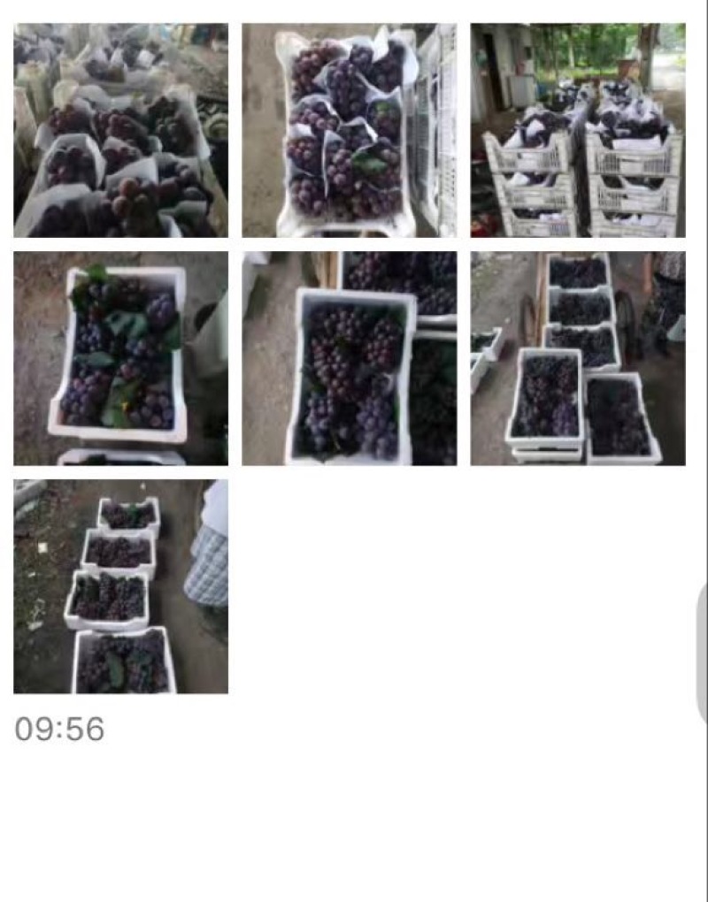 夏黑葡萄批发零售微商