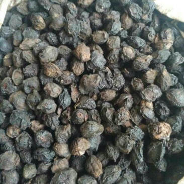 药用乌梅
