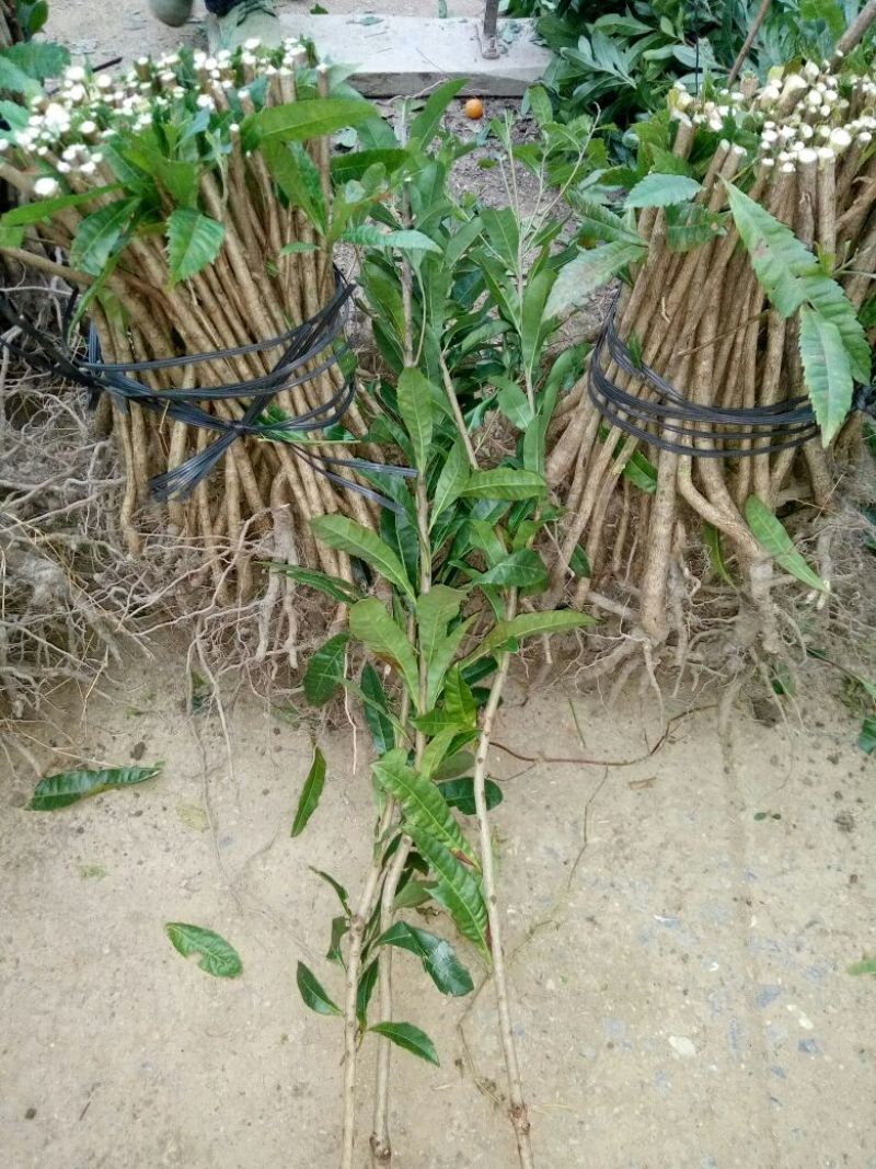 杨梅树苗1~250~100cm