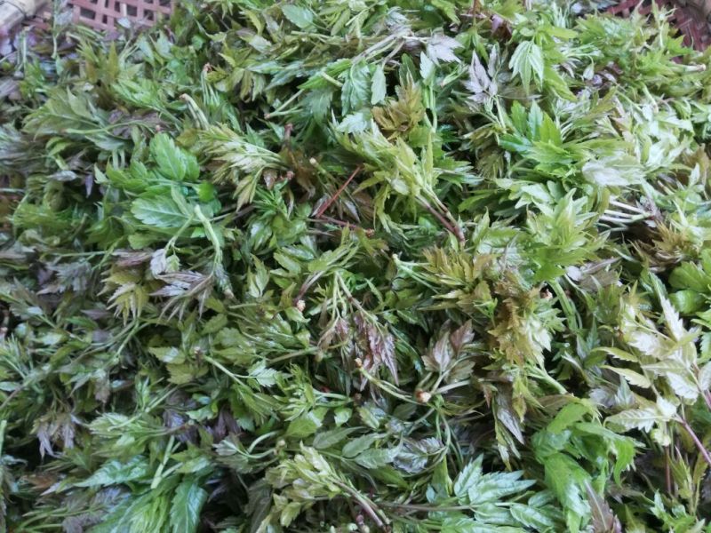【有好货】福藤藤茶特级嫩芽保健养生茶125g一罐