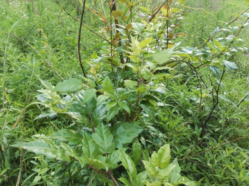 福藤藤茶浓香型颗粒状168g一罐一件代发
