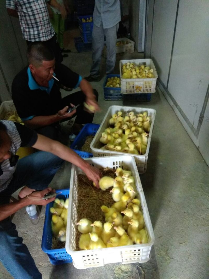成年大白鹅6~8斤肉鹅，物美价廉