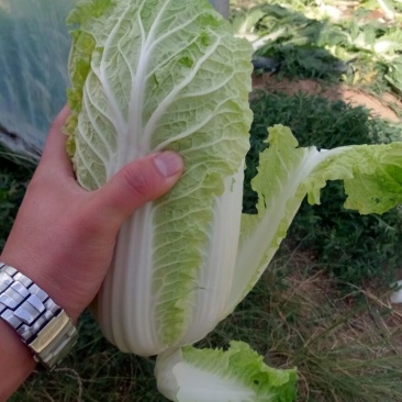娃娃菜5~7两以上