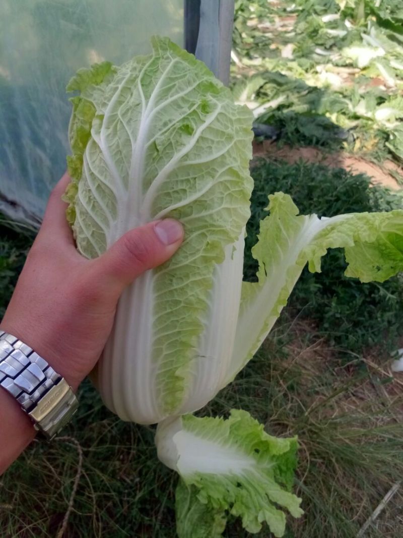娃娃菜5~7两以上