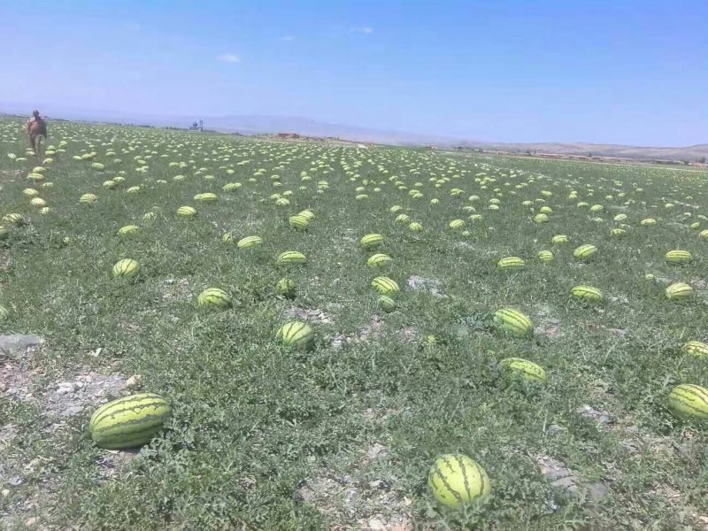 【金花一号西瓜】万亩硒砂瓜产地直发保质保量口感甜度高皮薄