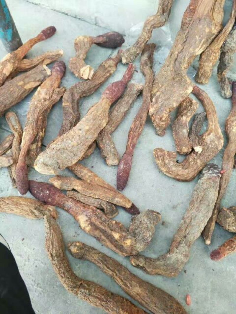 青海柴达木，沙漠锁阳选货500克，柴达木纯野生