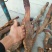 青海柴达木，沙漠锁阳选货500克，柴达木纯野生