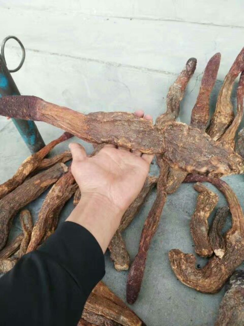 青海柴达木，沙漠锁阳选货500克，柴达木纯野生