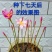 风雨兰、韭莲韭兰.适应性强包邮.广东德庆县产地直供