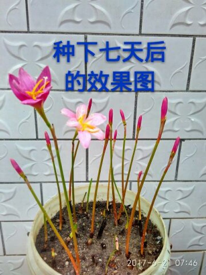 风雨兰、韭莲韭兰.适应性强包邮.广东德庆县产地直供
