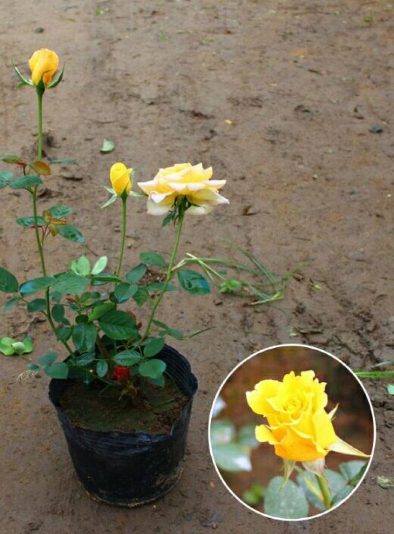 大花月季50~60cm