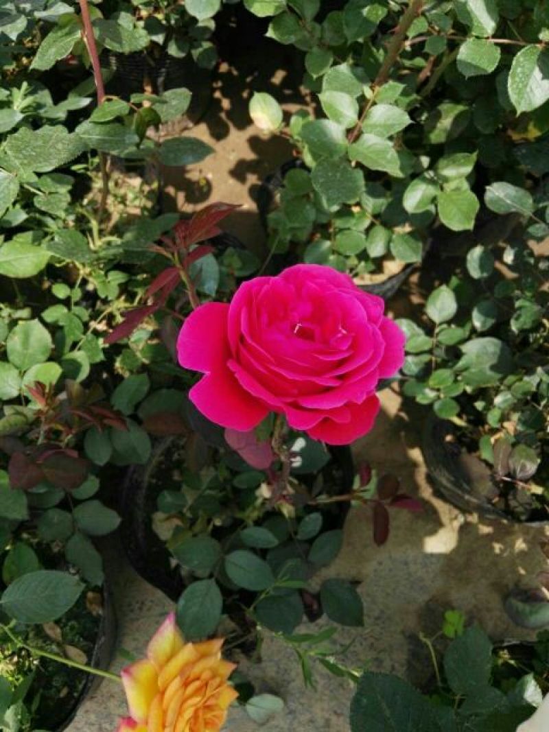 大花月季50~60cm