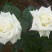 大花月季50~60cm