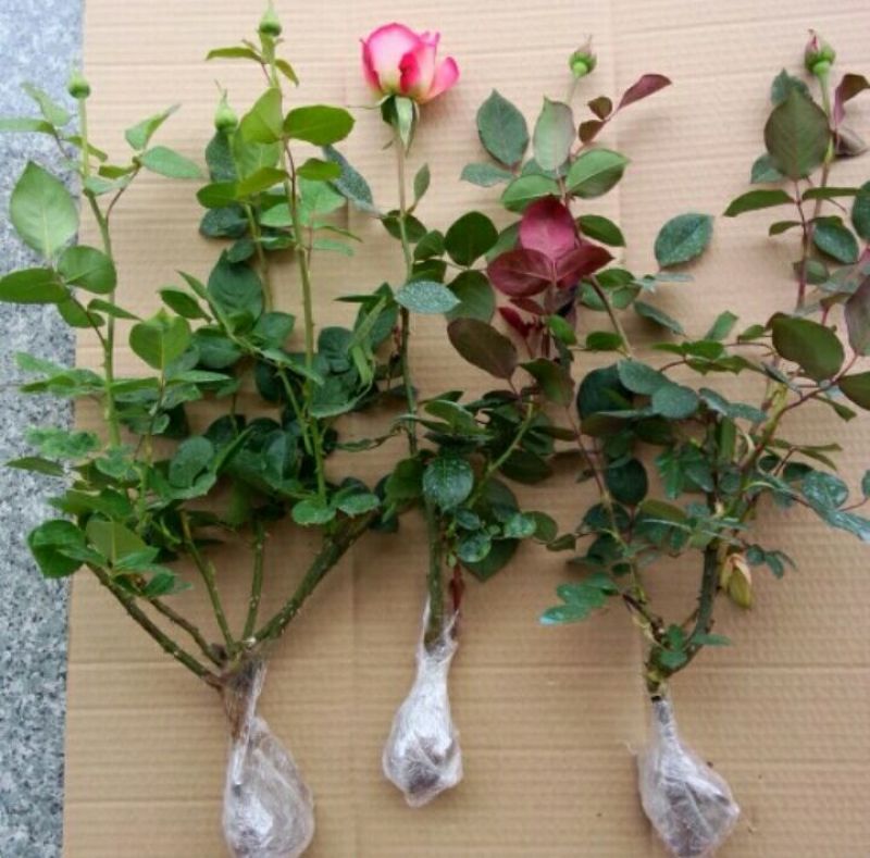大花月季50~60cm