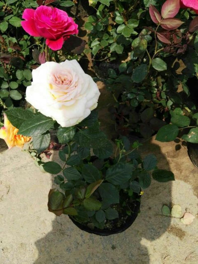 大花月季50~60cm
